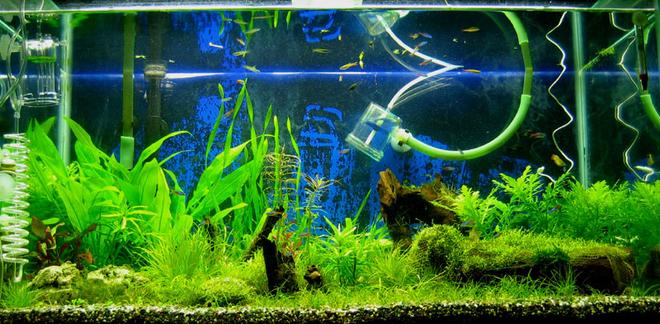 50 gallons planted tank (mostly live plants and fish) - I was about to redo this tank. So I didn't bother to remove the pipes and some other cables while taking pics.