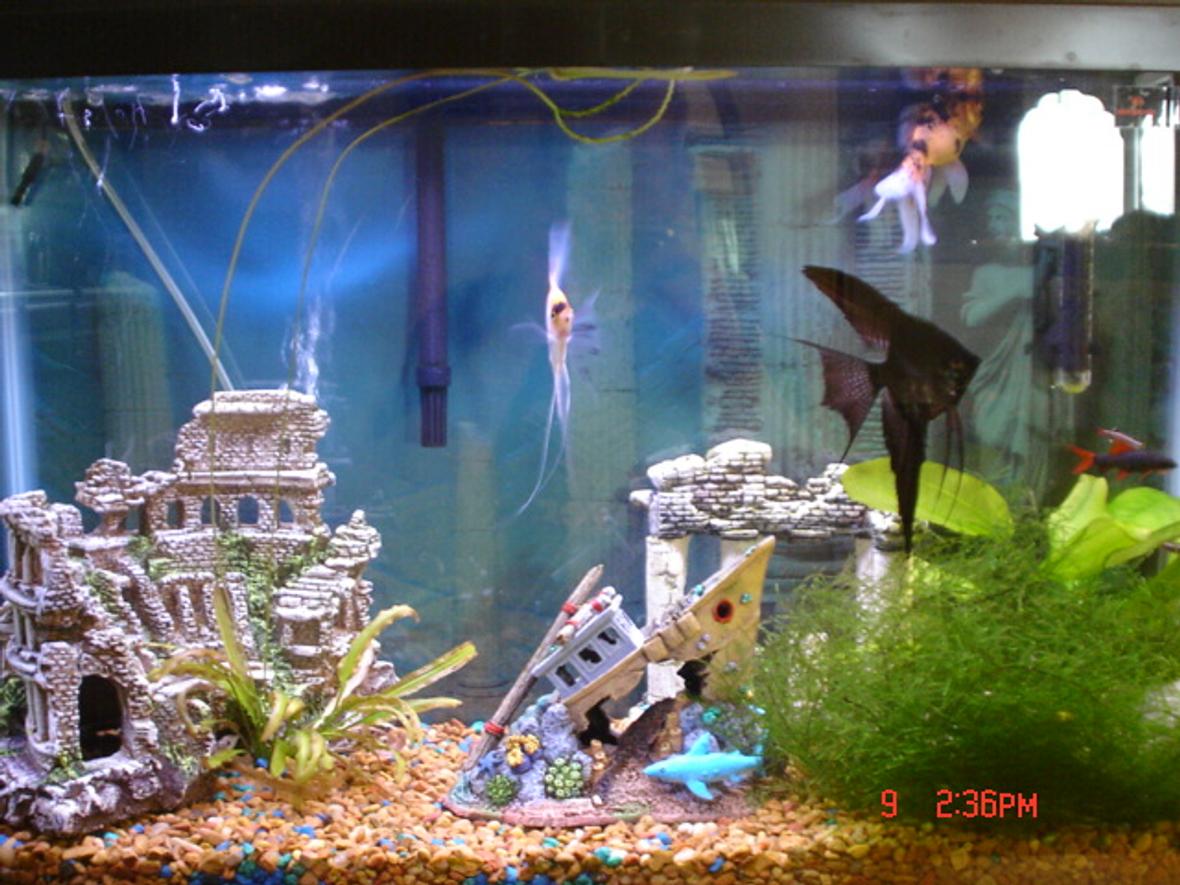 38 gallons freshwater fish tank (mostly fish and non-living decorations) - I will have to take a better picture