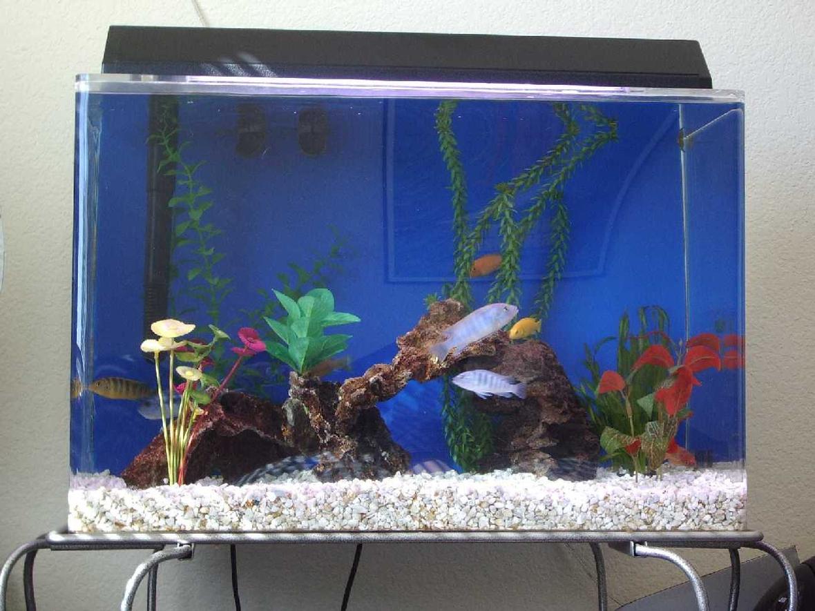 20 gallons freshwater fish tank (mostly fish and non-living decorations) - This is my 20 gal. Cichlid tank. It's home to eight Cichlids of six variety. There is one real plant the rest are fake. Enjoy!
