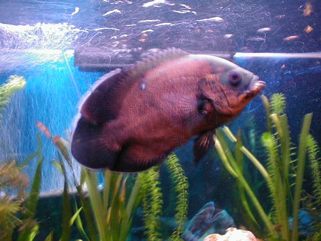 freshwater fish - astronotus ocellatus - red oscar stocking in 55 gallons tank - My 55 Gallon tank.