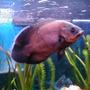 freshwater fish - astronotus ocellatus - red oscar stocking in 55 gallons tank - My 55 Gallon tank.