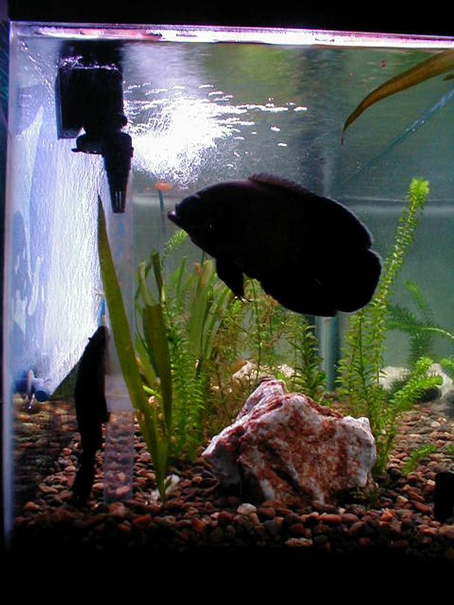 freshwater fish - astronotus ocellatus - red oscar stocking in 55 gallons tank - Ozzy and the Pleco