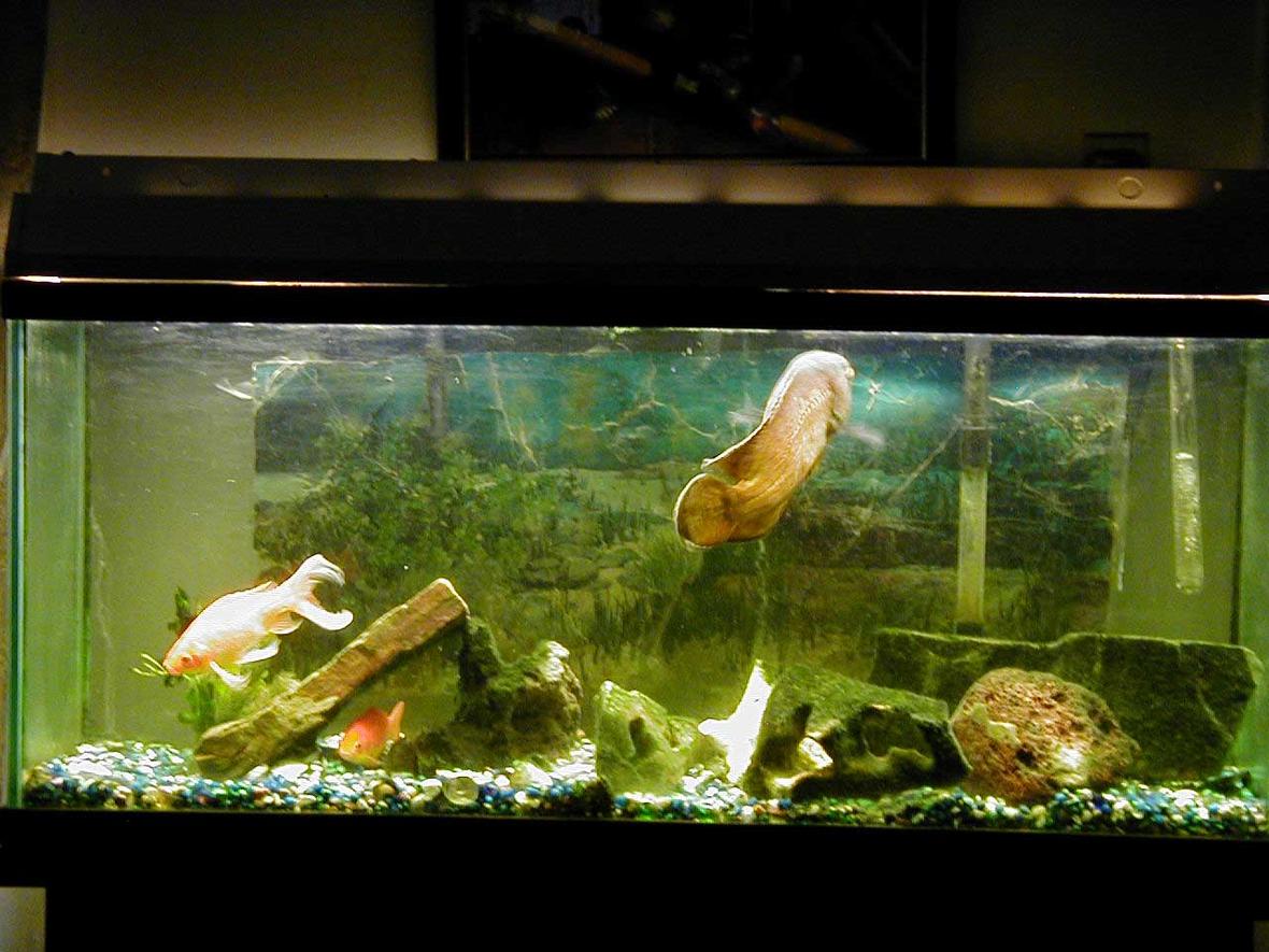 55 gallons freshwater fish tank (mostly fish and non-living decorations) - Ocsar Myers age 8yrs its his b-day
