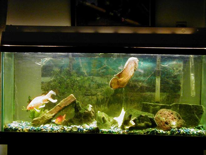 55 gallons freshwater fish tank (mostly fish and non-living decorations) - Ocsar Myers age 8yrs its his b-day
