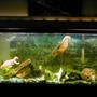 55 gallons freshwater fish tank (mostly fish and non-living decorations) - Ocsar Myers age 8yrs its his b-day