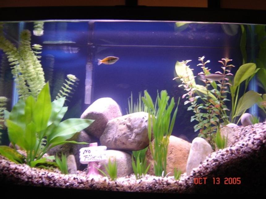 Rated #2092: 30 Gallons Freshwater Fish Tank - I like to create a somewhat real atmosphere similar to what the freshwater fish would encounter in a creek or stream.  1 gourami, 1 Danio, 1 Australian rainbow fish