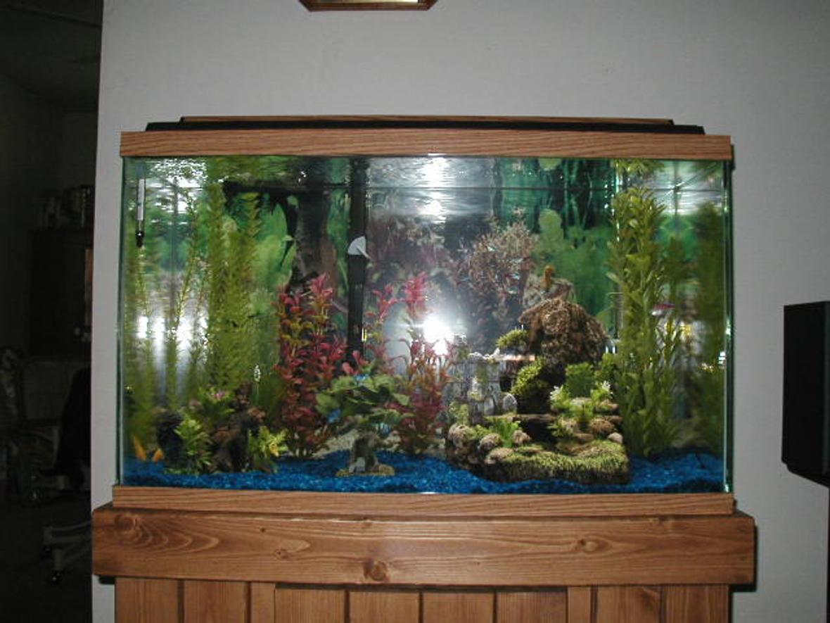 30 gallons freshwater fish tank (mostly fish and non-living decorations) - 30g