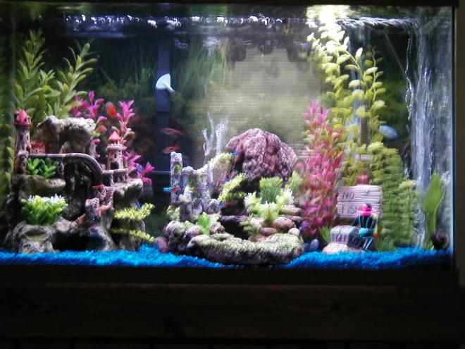 30 gallons freshwater fish tank (mostly fish and non-living decorations) - my 30