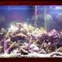 90 gallons reef tank (mostly live coral and fish) - 90 gal reef tank. No fish yet just getting started.