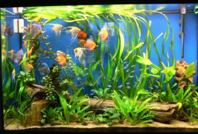 110 gallons planted tank (mostly live plants and fish) - 110 gallons. We have several discus (Blood pigeon, blue diamond, snake skin) 6 platinum angels, 2 koi angels, 50 cardinals, corodiras, plecostomus and a lot of plants...