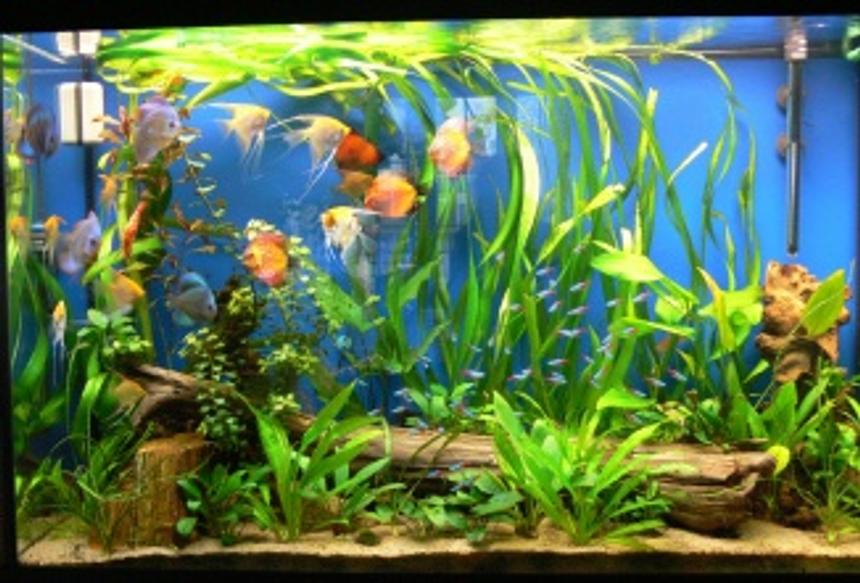Rated #1139: 110 Gallons Planted Tank - 110 gallons. We have several discus (Blood pigeon, blue diamond, snake skin) 6 platinum angels, 2 koi angels, 50 cardinals, corodiras, plecostomus and a lot of plants...