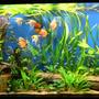 110 gallons planted tank (mostly live plants and fish) - 110 gallons. We have several discus (Blood pigeon, blue diamond, snake skin) 6 platinum angels, 2 koi angels, 50 cardinals, corodiras, plecostomus and a lot of plants...
