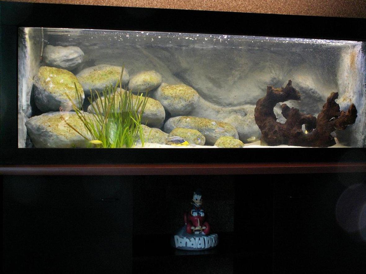 132 gallons freshwater fish tank (mostly fish and non-living decorations) - Overview, the tank has just recently been started on september 25th. It now contains 18 juvenile fish. The aquarium stands on 2 cubes these are linked by a shelf. These parts are all black. The shelf on which the tank is resting is brown and curved at the front side.