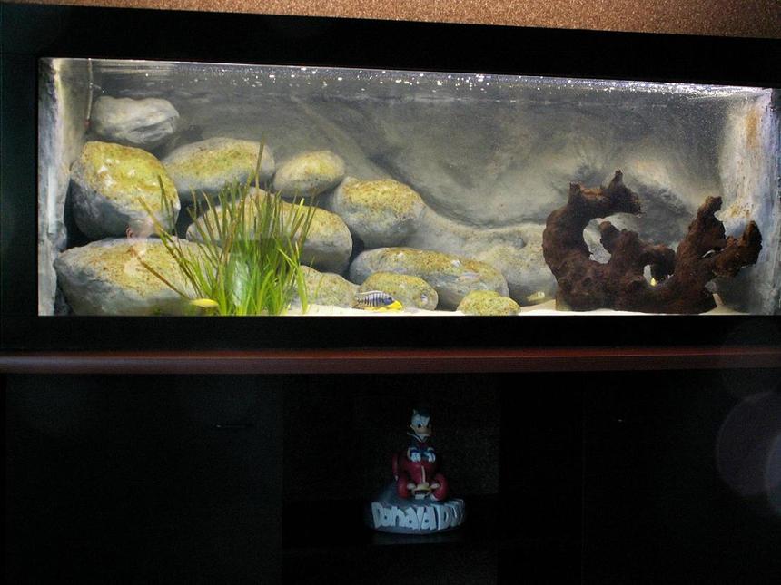 Rated #1459: 132 Gallons Freshwater Fish Tank - Overview, the tank has just recently been started on september 25th. It now contains 18 juvenile fish. The aquarium stands on 2 cubes these are linked by a shelf. These parts are all black. The shelf on which the tank is resting is brown and curved at the front side.