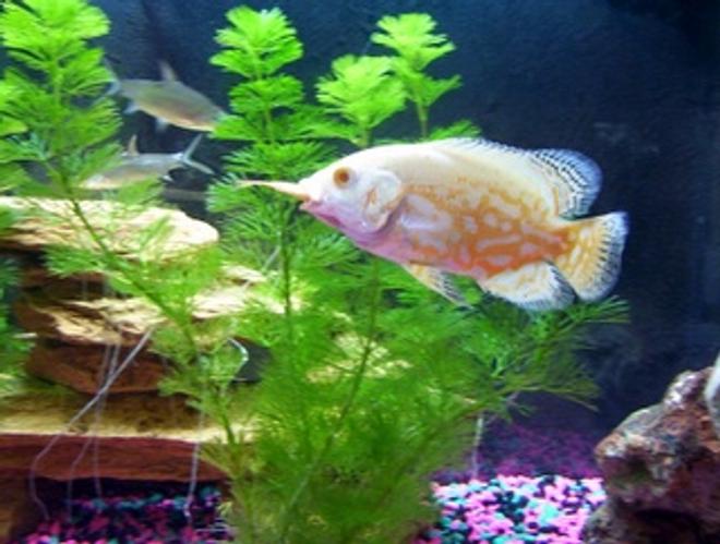 freshwater fish - astronotus ocellatus - albino oscar stocking in 30 gallons tank - My Albino Oscar with a just gulped Goldfish sticking out of his mouth. *yummy*