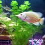 freshwater fish - astronotus ocellatus - albino oscar stocking in 30 gallons tank - My Albino Oscar with a just gulped Goldfish sticking out of his mouth. *yummy*
