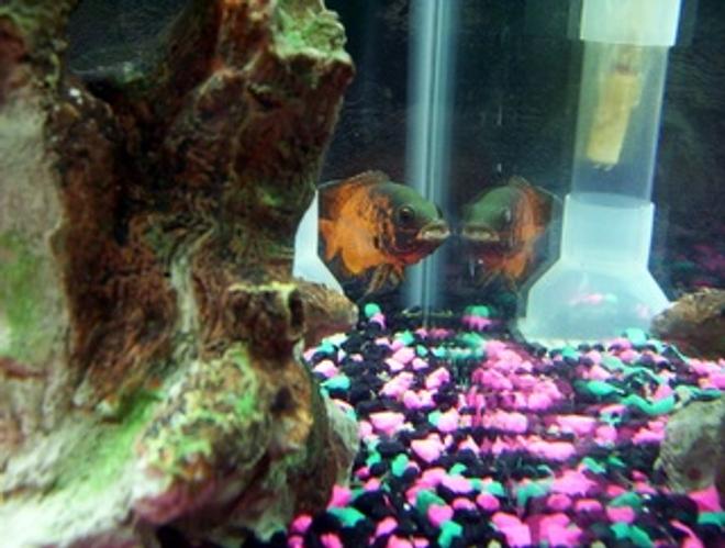 freshwater fish - astronotus ocellatus - red oscar stocking in 30 gallons tank - My Red Oscar in the corner, resting after eating a goldfish, he can't close his mouth because the fish is just inside his lips.