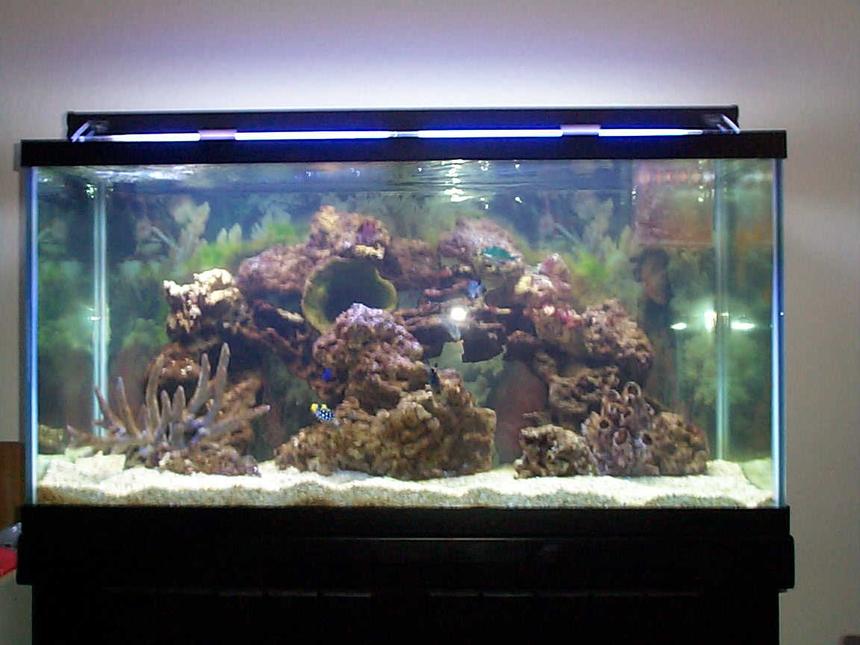 Rated #1239: 90 Gallons Reef Tank - 90 gallon tank ,4 triggers,2 chromas,1 shrimp and one damsel