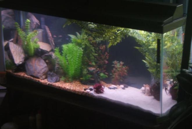 55 gallons freshwater fish tank (mostly fish and non-living decorations) - My 55 gallon comunity tank.

Includes, Severums, Parrot Cichlids, Angels, Multiple types of catfish, Loaches, Tetra's, teacup stingray and so much more