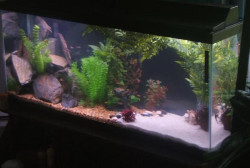 Rated #2882: 55 Gallons Freshwater Fish Tank - My 55 gallon comunity tank.

Includes, Severums, Parrot Cichlids, Angels, Multiple types of catfish, Loaches, Tetra's, teacup stingray and so much more