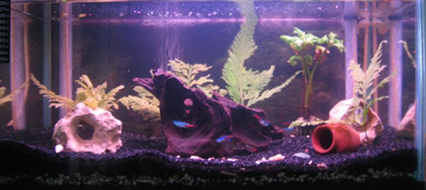 Rated #2700: 50 Gallons Freshwater Fish Tank - 2ft tank. Under Gravel Filtration.
- 9 cardinal tetras
- 2 crown tetras
- 2 barbs
- 4 rumy nose