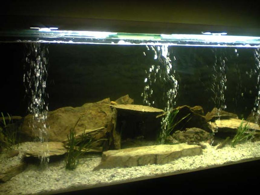 Rated #2108: 80 Gallons Freshwater Fish Tank - 60"L x15"W x20"H Tank, Sonpar 1500Lph, 300w heater, 5foot single dalbarb fluro.

2x Electric Yellow Cichlids, 1x Male & 2x Female Electric Blues, 3x Yellow Tail Acies, 3x Crayfish, 1x Eel-tailed Catfish, 1x Brown-finned Eel.