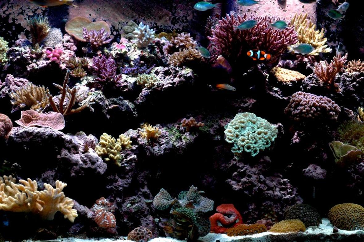 210 gallons reef tank (mostly live coral and fish) - Right side of tank