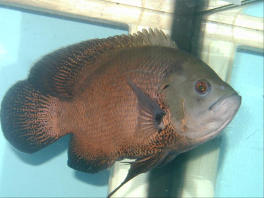Rated #1371: Freshwater Fish - Astronotus Ocellatus - Red Oscar Stocking In 120 Gallons Tank - my 12 inch oscar