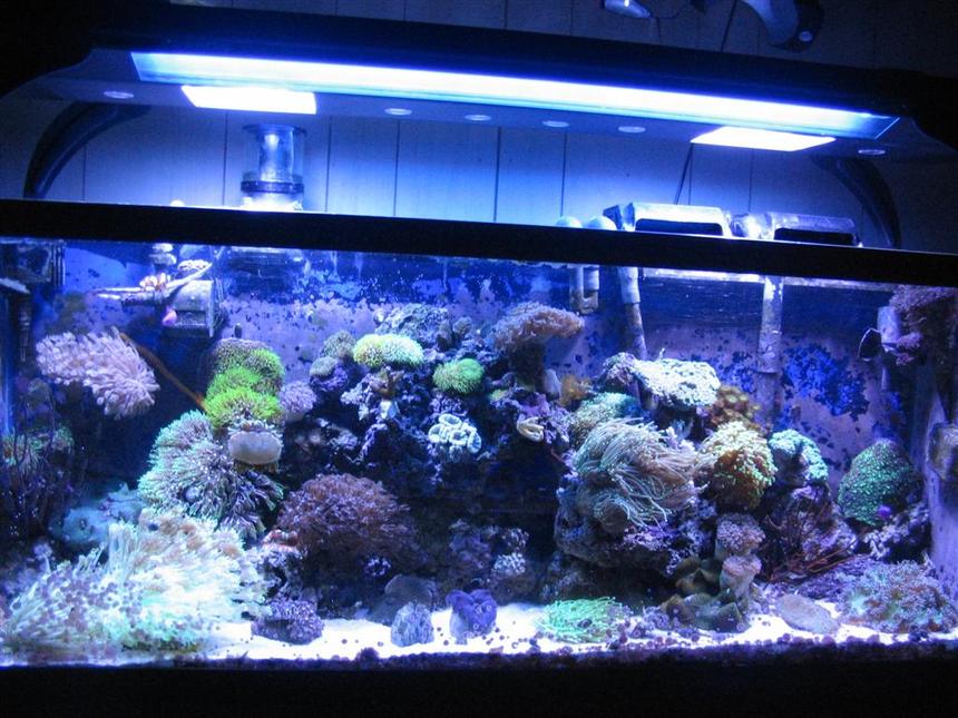 Rated #493: 55 Gallons Reef Tank - 55 gallon Reef Tank