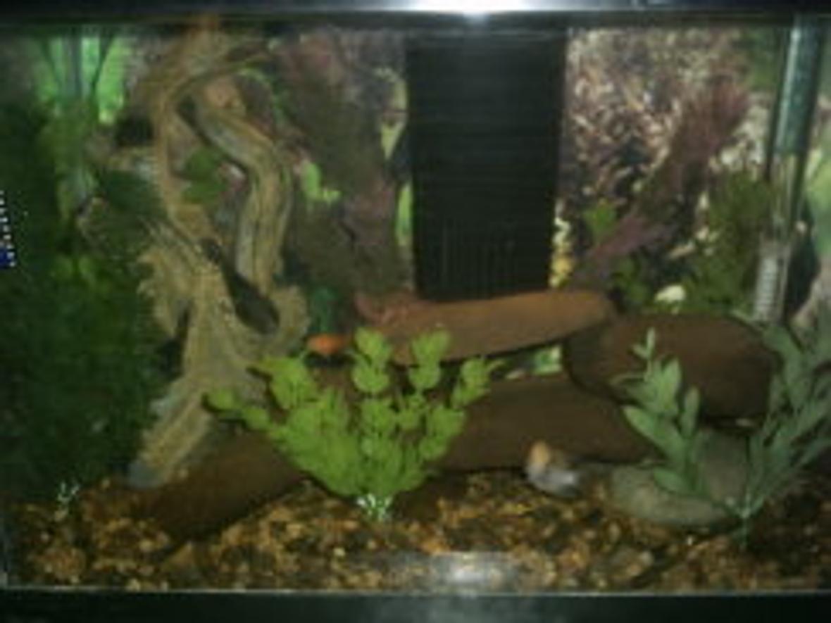 10 gallons freshwater fish tank (mostly fish and non-living decorations) - 10 gallon look natural tank.