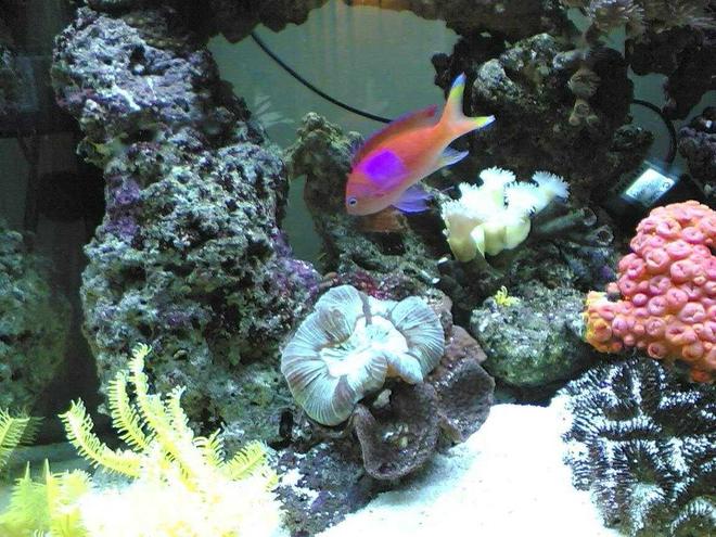 saltwater fish - pseudanthias bimaculatus - bimaculatus anthias stocking in 85 gallons tank - this pic has the pink anthius and the yellow feather star in it