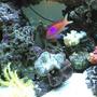 saltwater fish - pseudanthias bimaculatus - bimaculatus anthias stocking in 85 gallons tank - this pic has the pink anthius and the yellow feather star in it
