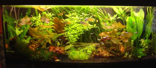 60 gallons planted tank (mostly live plants and fish) - Juwel Rio 300 Community tank!