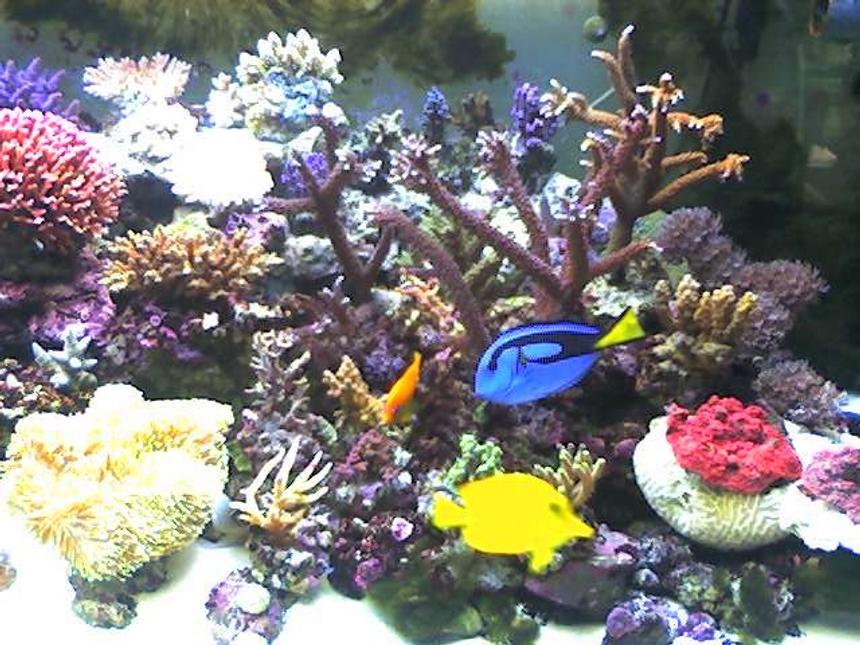 Rated #445: 140 Gallons Reef Tank - one of the pics of my tank