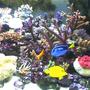140 gallons reef tank (mostly live coral and fish) - one of the pics of my tank
