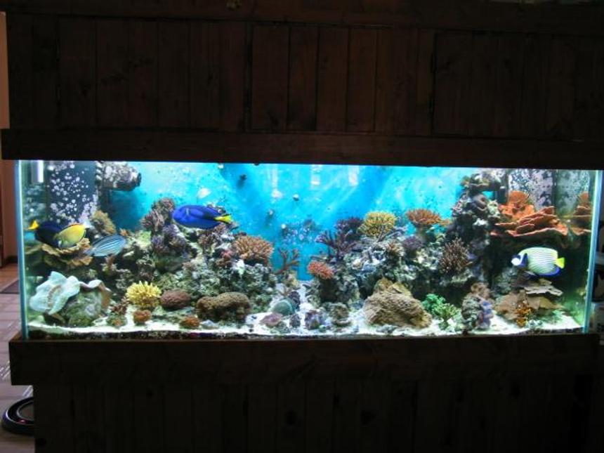 Rated #273: 180 Gallons Reef Tank - 180 Gallon Reef Tank