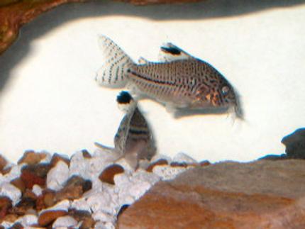 freshwater fish - corydoras trilineatus - leopard cory catfish stocking in 18 gallons tank - Leopard Cory Catfish (Corydoras Trilineatus)