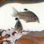 freshwater fish - corydoras trilineatus - leopard cory catfish stocking in 18 gallons tank - Leopard Cory Catfish (Corydoras Trilineatus)