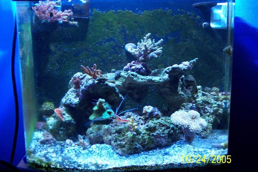 Rated #1235: 24 Gallons Reef Tank - my reef