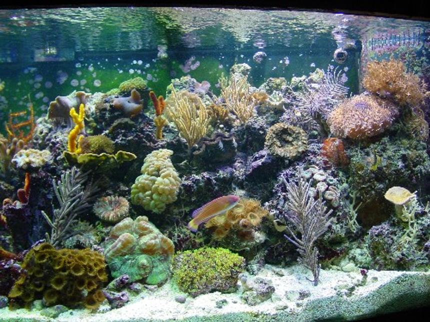 Rated #324: 155 Gallons Reef Tank - 155 bowfront reef tank