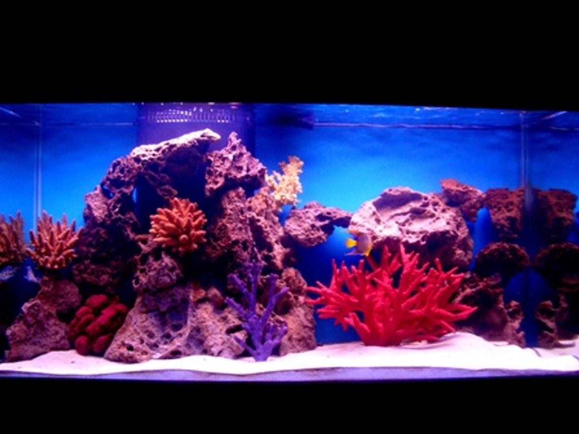 90 gallons saltwater fish tank (mostly fish, little/no live coral) - My 90 gal