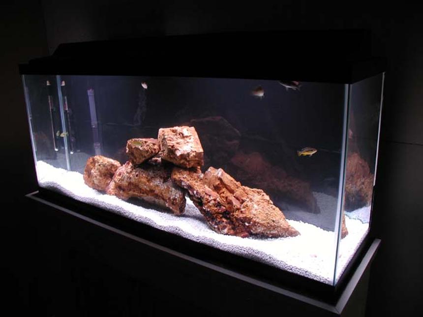 Rated #3341: 55 Gallons Freshwater Fish Tank - 55 gal,  homemade stand