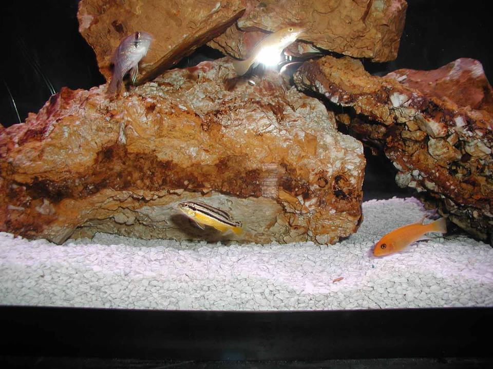 freshwater fish - melanochromis auratus - auratus cichlid stocking in 55 gallons tank - the gang