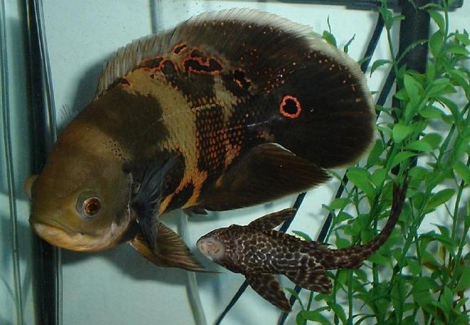 freshwater fish - astronotus ocellatus - tiger oscar stocking in 55 gallons tank - Smokey, 9 inch Oscar. This is an old picture, but its one of my fav.s He is now 10 1/2 inches long.