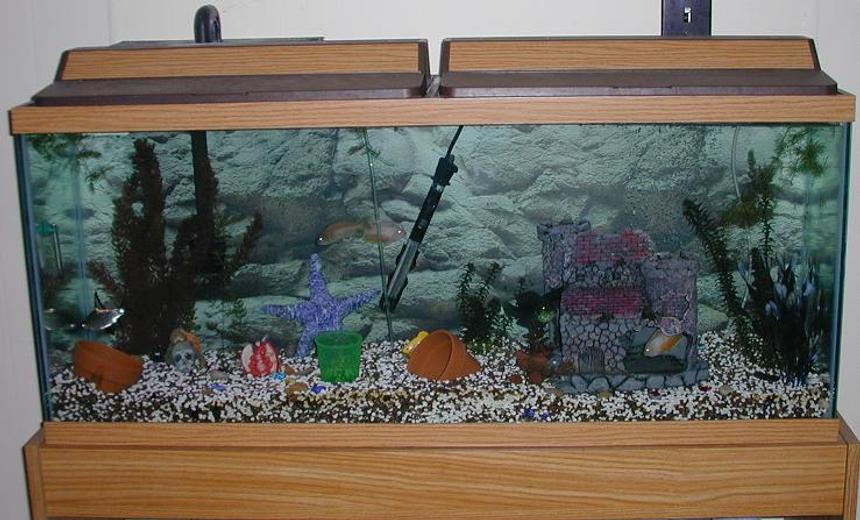 Rated #4107: 55 Gallons Freshwater Fish Tank - This is our 55 gallon tank