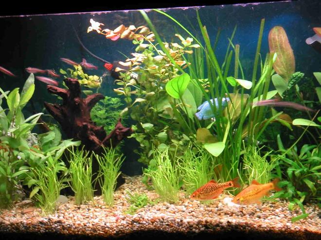 21 gallons planted tank (mostly live plants and fish) - 4X Golden Barbs, 2X Gouramies, 8X White Cloud Mountain Minnows, 1X Bristlenose Plec, 1X Siamese Algae Eater. I use and Eheim External Filter and Trioph  lighting. Plants : Ludwigia Repens, Echinodorus x barthii.Lilaeopsis and Hygrophila Corymbosa