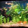 21 gallons planted tank (mostly live plants and fish) - 4X Golden Barbs, 2X Gouramies, 8X White Cloud Mountain Minnows, 1X Bristlenose Plec, 1X Siamese Algae Eater. I use and Eheim External Filter and Trioph lighting. Plants : Ludwigia Repens, Echinodorus x barthii.Lilaeopsis and Hygrophila Corymbosa