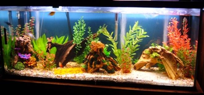 120 gallons freshwater fish tank (mostly fish and non-living decorations) - 2bgk 2 redtail sharks 4gouramis 4 loaches 2lake?catfish 2swordtail 2 molly 1cobaltbluelobster 1dwarf frog 3angelfish 2plecos