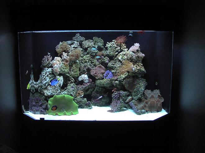 125 gallons reef tank (mostly live coral and fish) - 125 gal corner pentagon reef tank