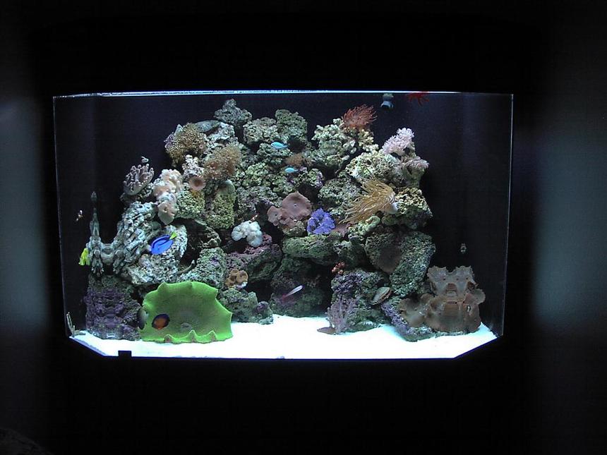 Rated #663: 125 Gallons Reef Tank - 125 gal corner pentagon reef tank